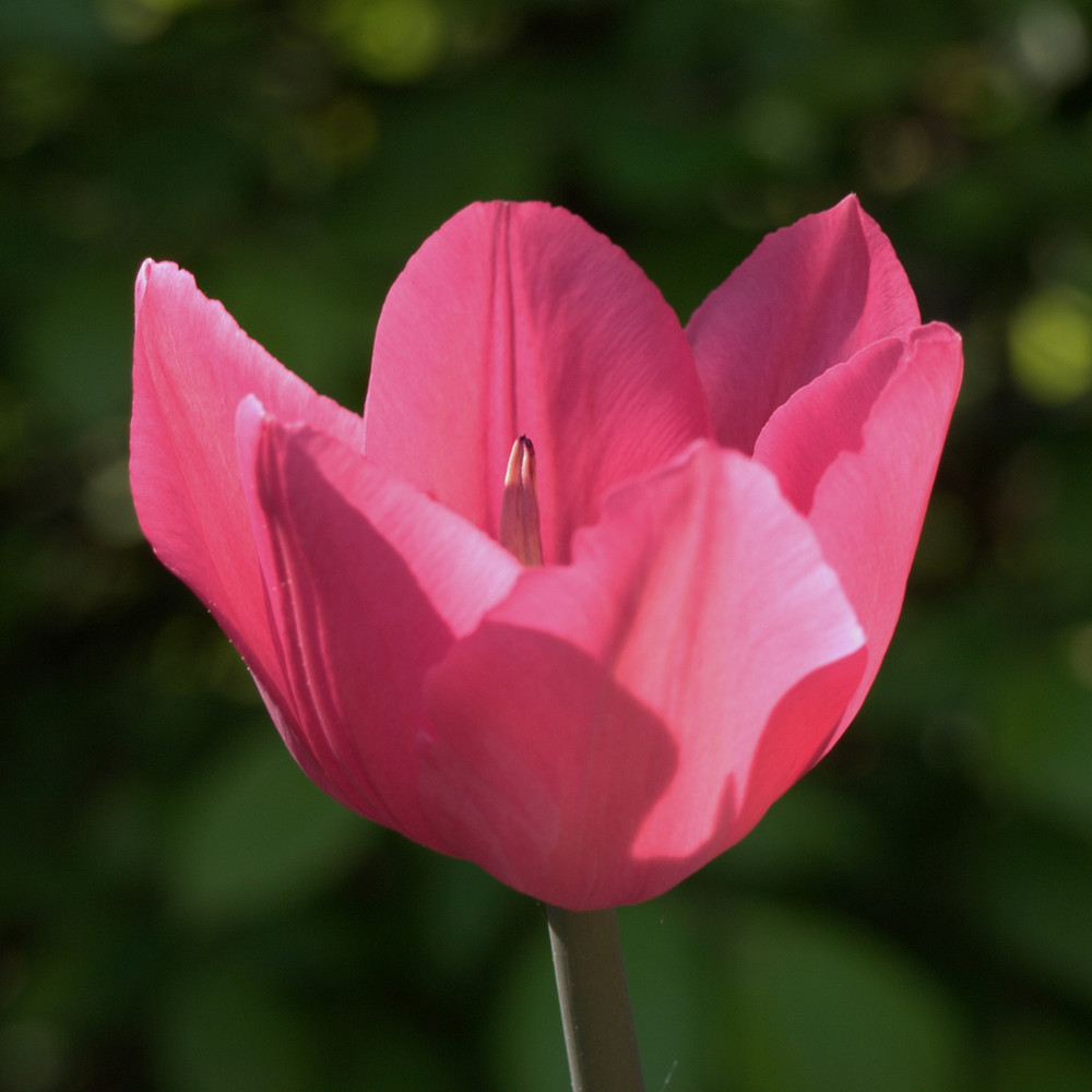 Tulpe im Abendlicht