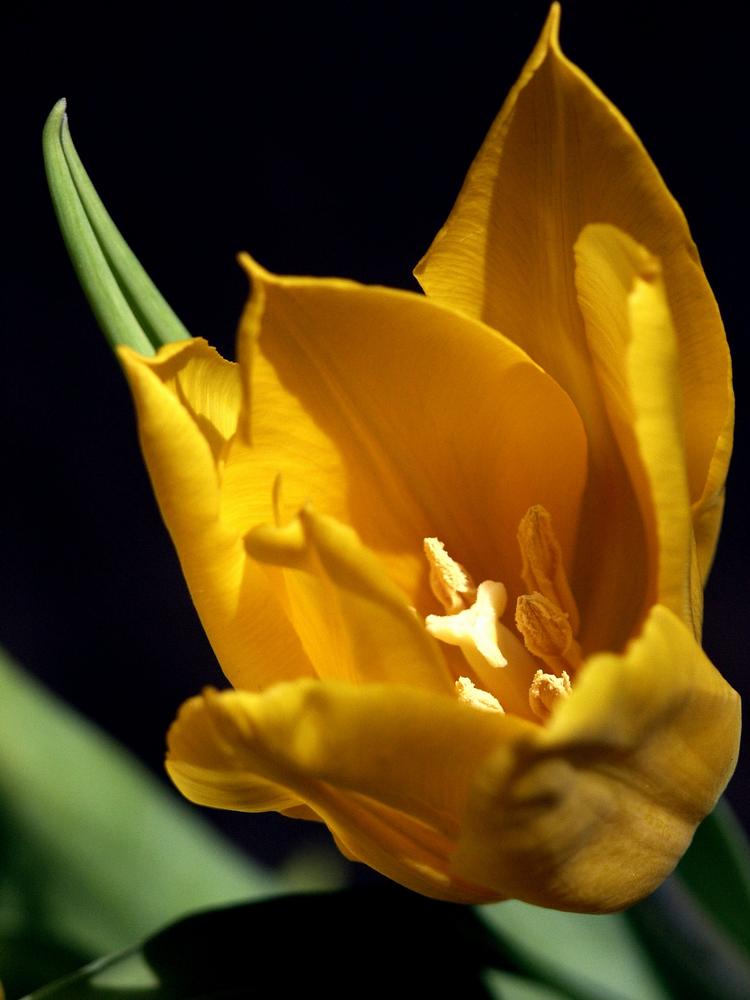 Tulpe im Abendlicht