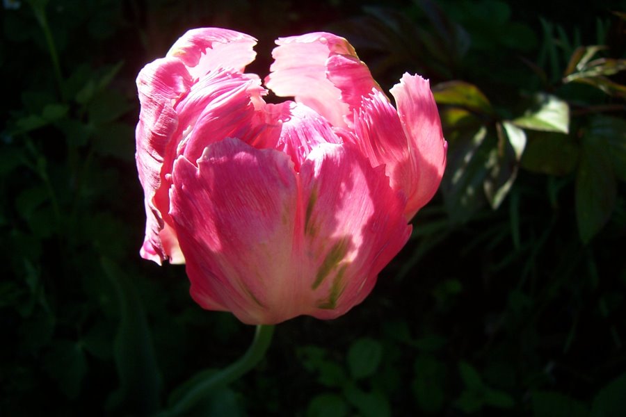 Tulpe im Abendlicht