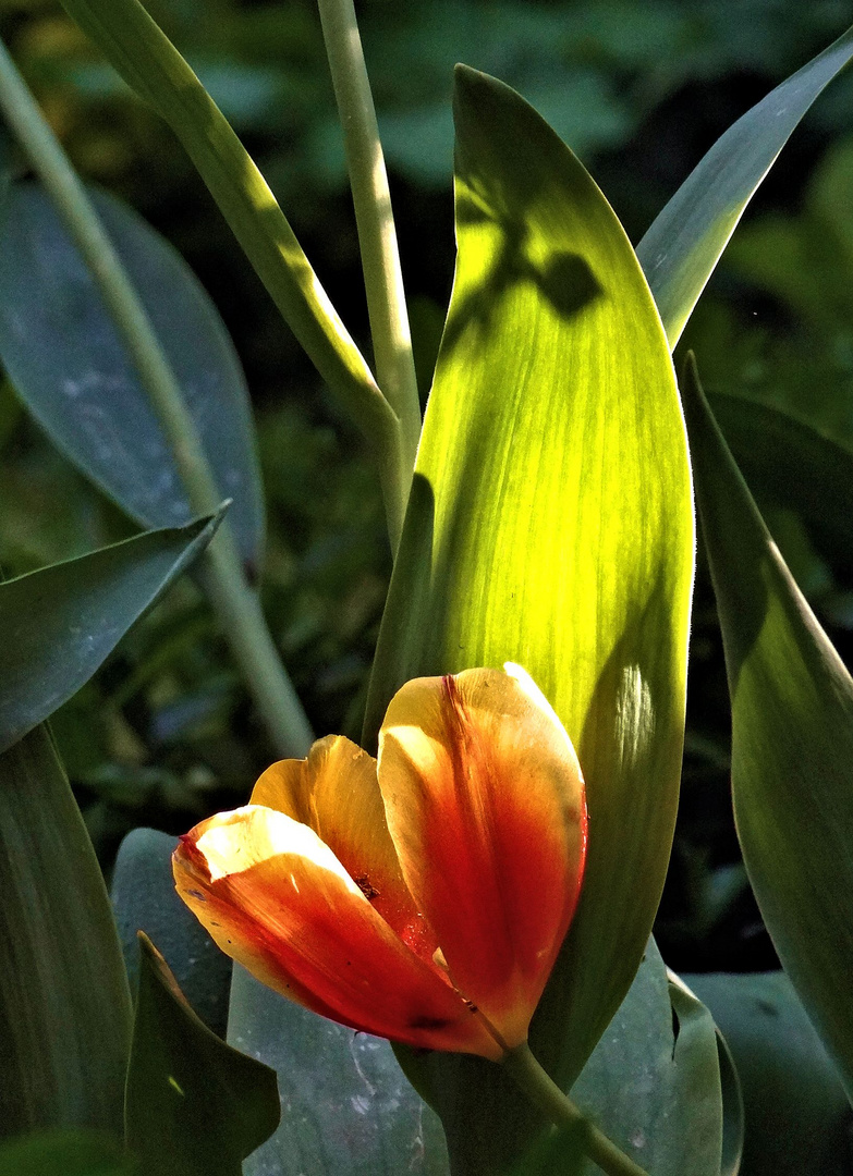 tulpe im abendlicht