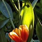 tulpe im abendlicht