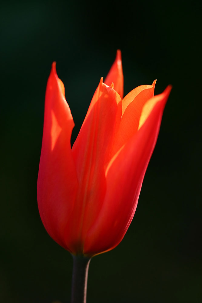 Tulpe im Abendlicht