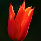 Tulpe im Abendlicht