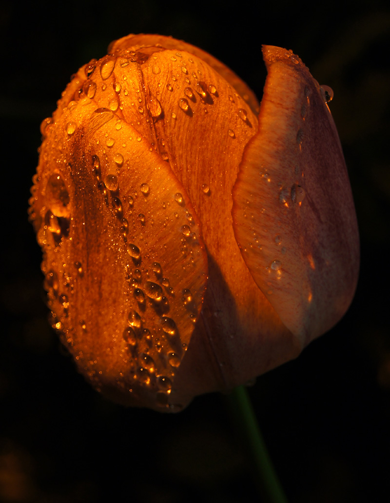 Tulpe im Abendlicht