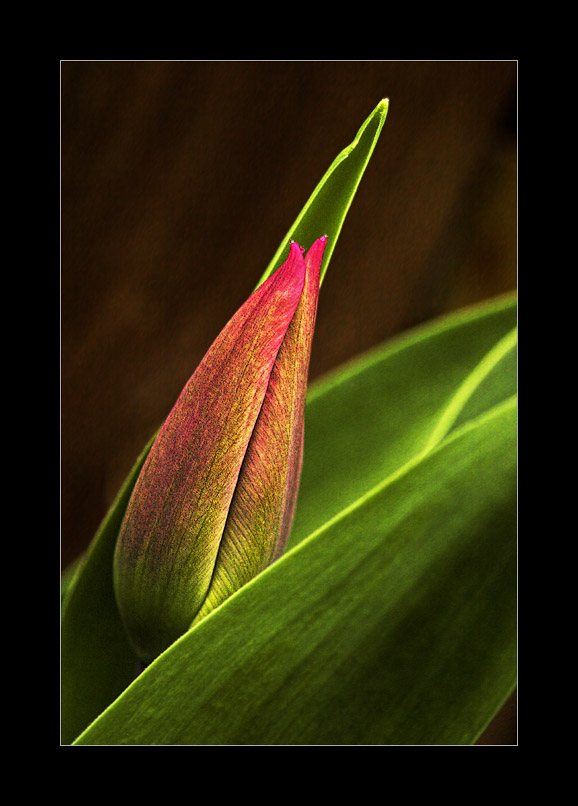 Tulpe im Aufbruch