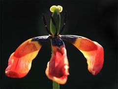 Tulpe im Ballkleid