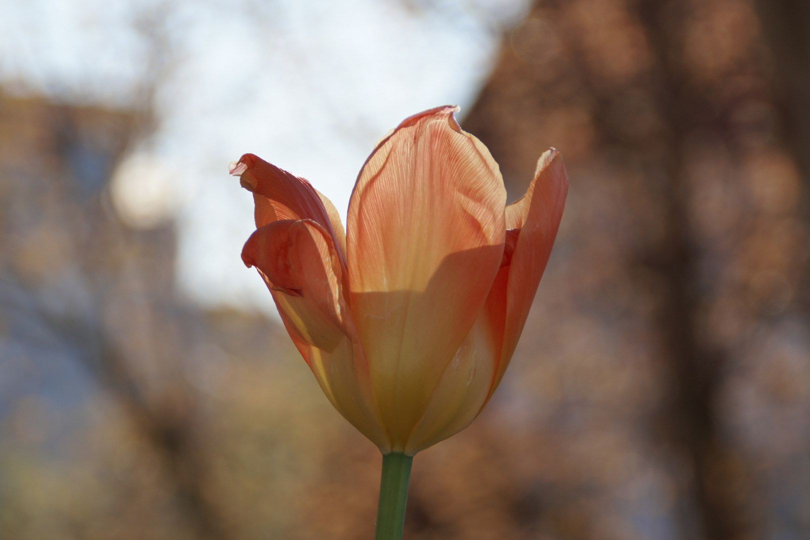 Tulpe im besonderen Licht
