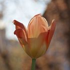 Tulpe im besonderen Licht