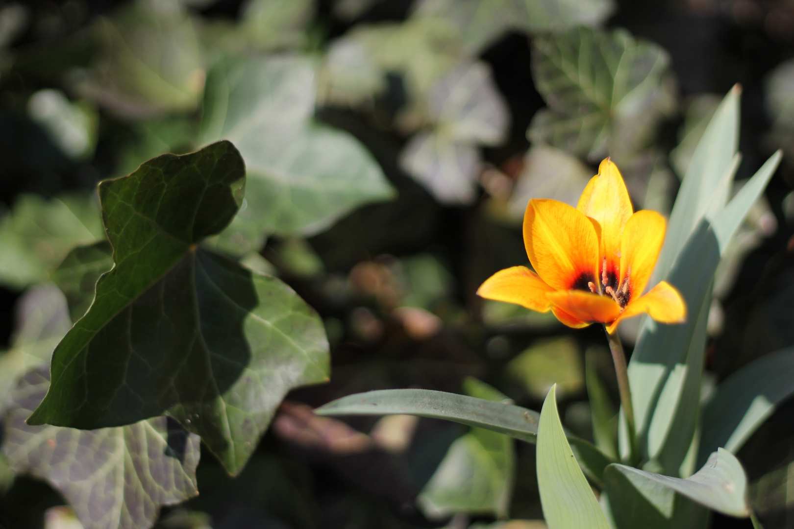 Tulpe im Blumenbeet