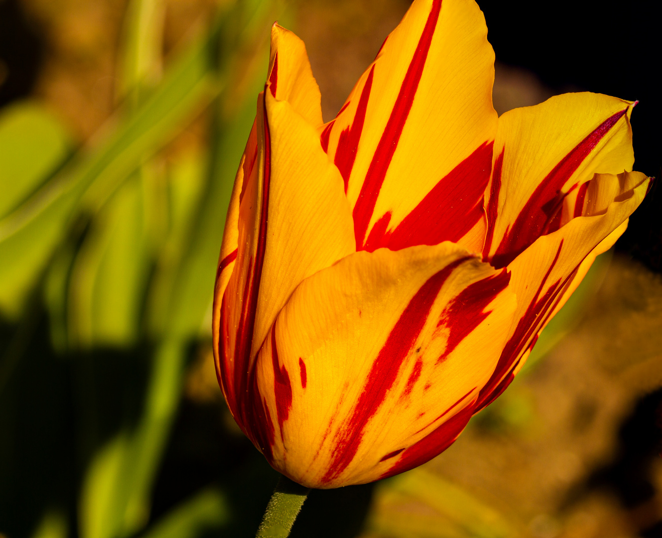 Tulpe im botanischen Garten Krefeld