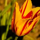 Tulpe im botanischen Garten Krefeld