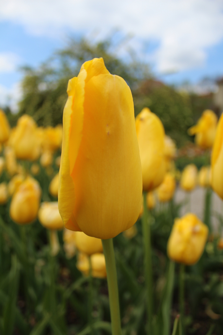 Tulpe im botanischen Garten München 2