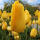 Tulpe im botanischen Garten München 2