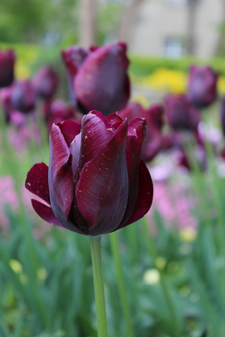 Tulpe im botanischen Garten München 3