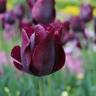 Tulpe im botanischen Garten München 3