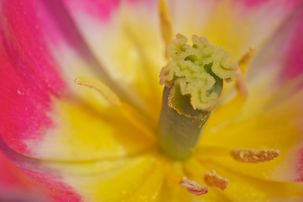 ...Tulpe im Detail...