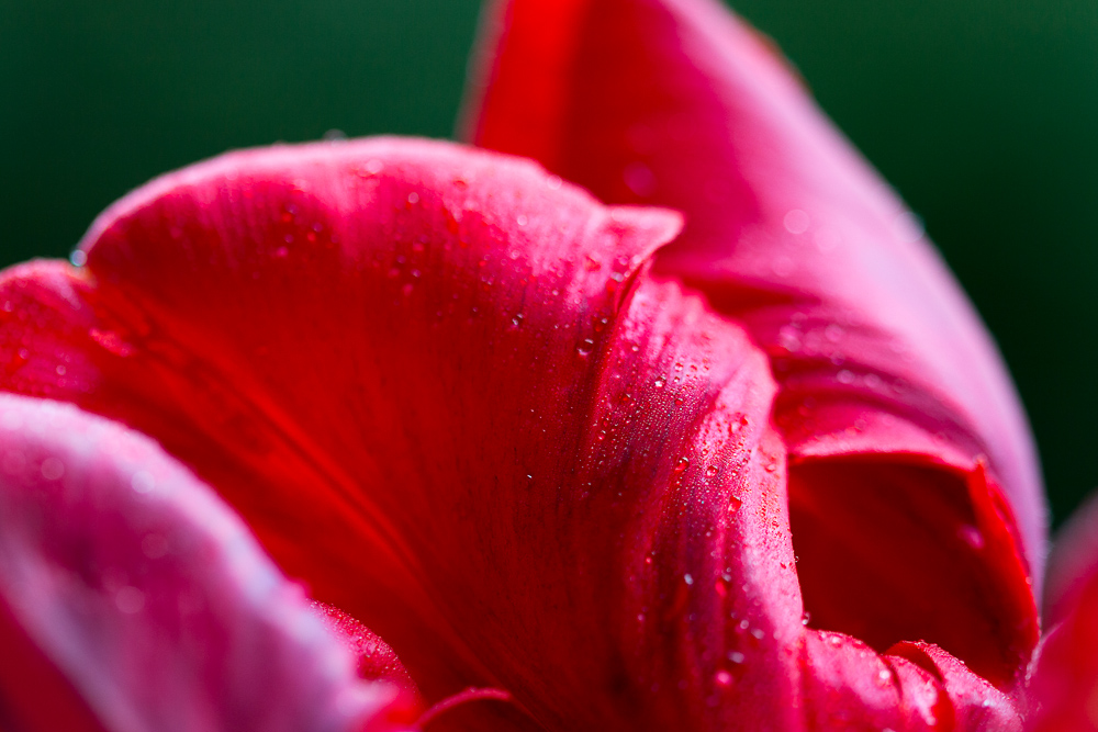 Tulpe im Detail