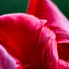 Tulpe im Detail