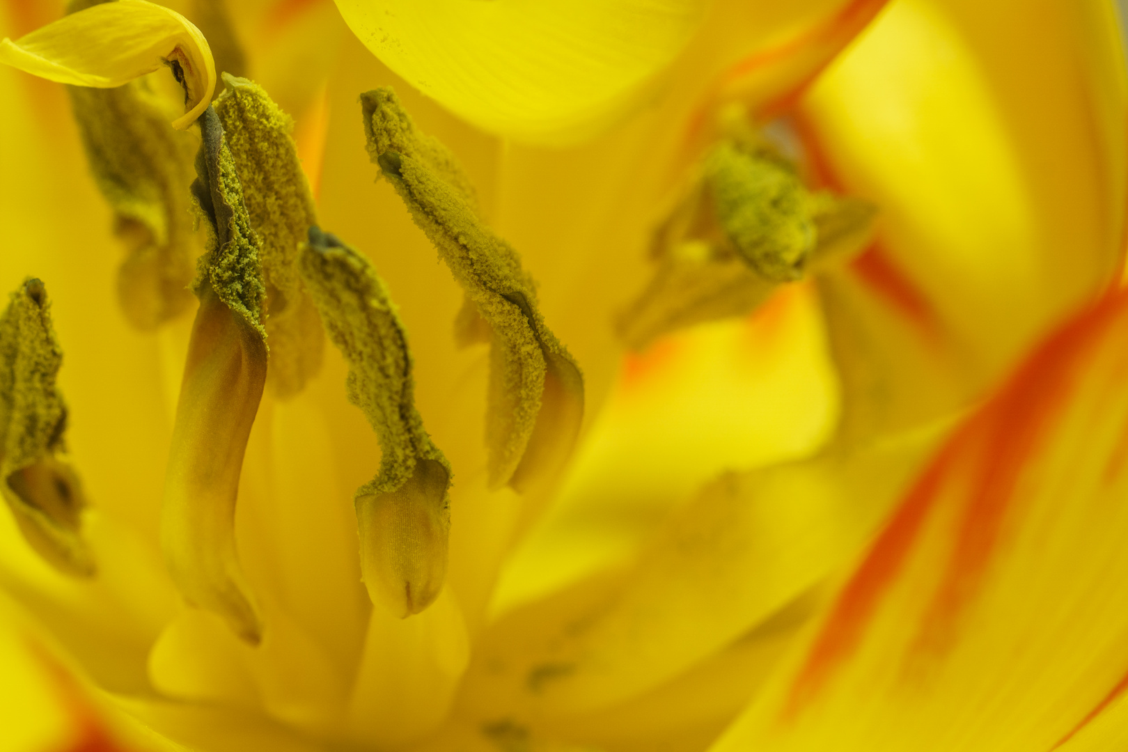 Tulpe im Detail