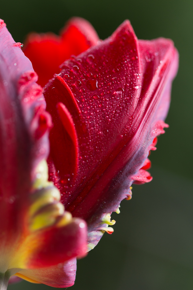 Tulpe im Detail #2