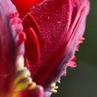 Tulpe im Detail #2