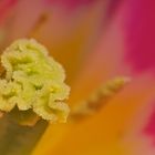 ...Tulpe im Detail...