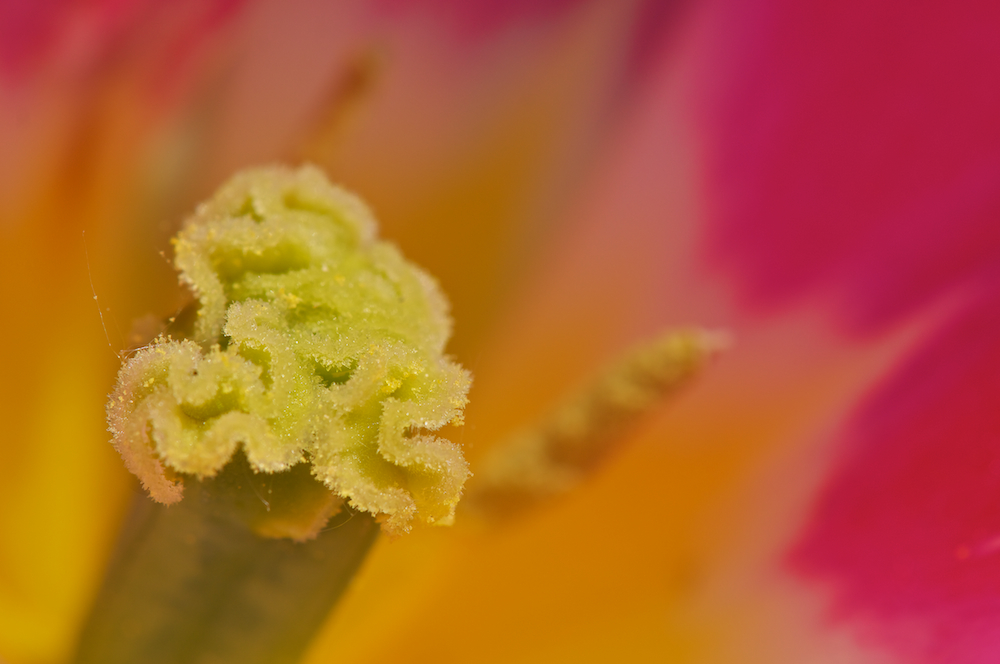 ...Tulpe im Detail... von Mark Hillen 