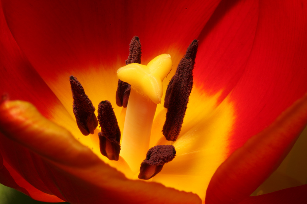 Tulpe im Detail