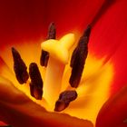 Tulpe im Detail