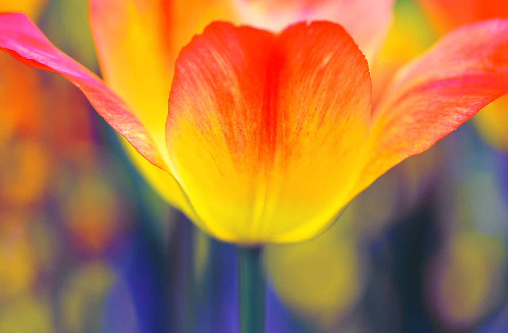 Tulpe-im-Detail