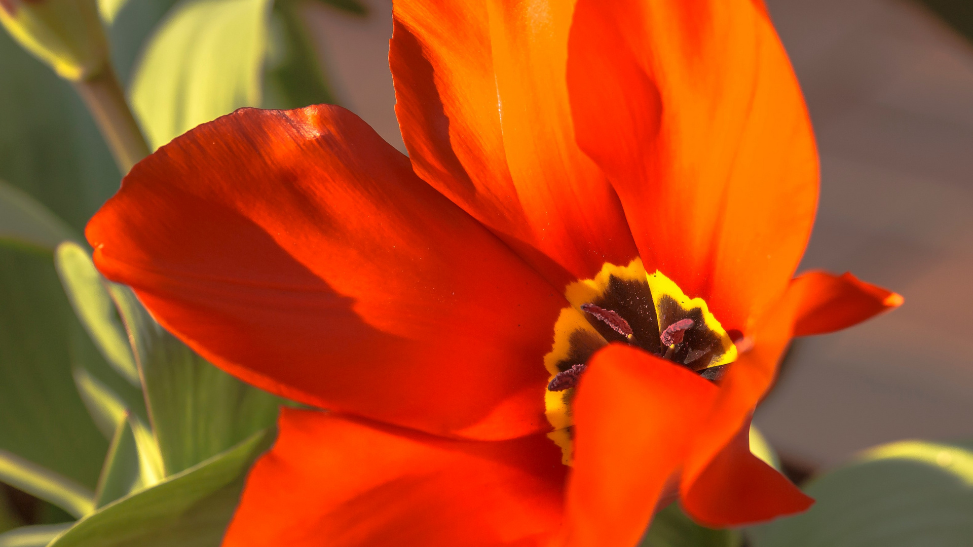 Tulpe im eigenen Garten