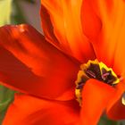 Tulpe im eigenen Garten