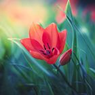 Tulpe im Farbenmeer