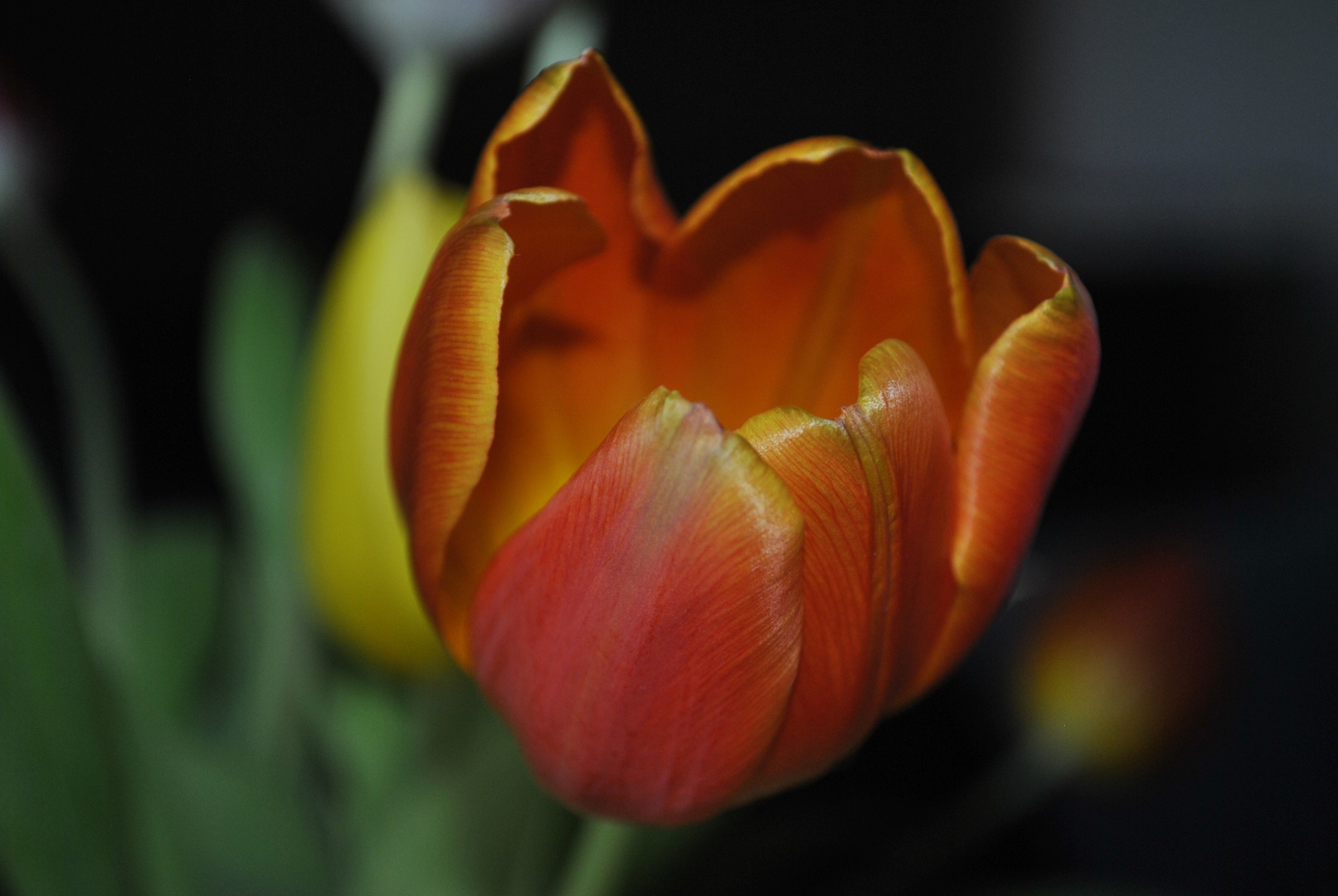 Tulpe im Farbenrausch