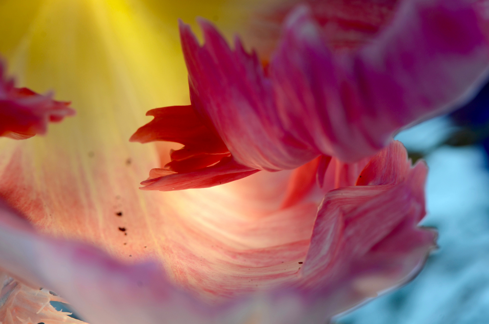 Tulpe im Farbrausch 1