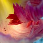 Tulpe im Farbrausch 1