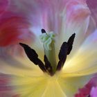 Tulpe im Farbrausch 2