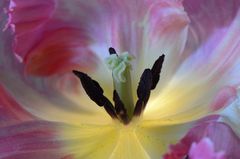 Tulpe im Farbrausch 2