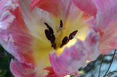 Tulpe im Farbrausch 3