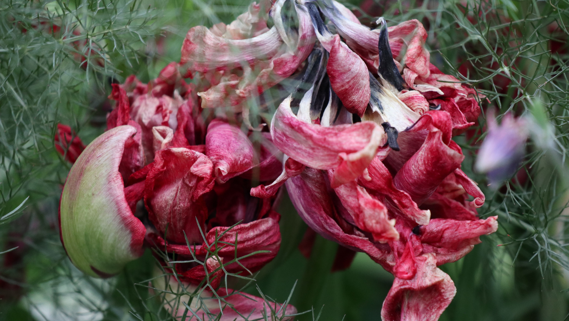 Tulpe im Fenchel