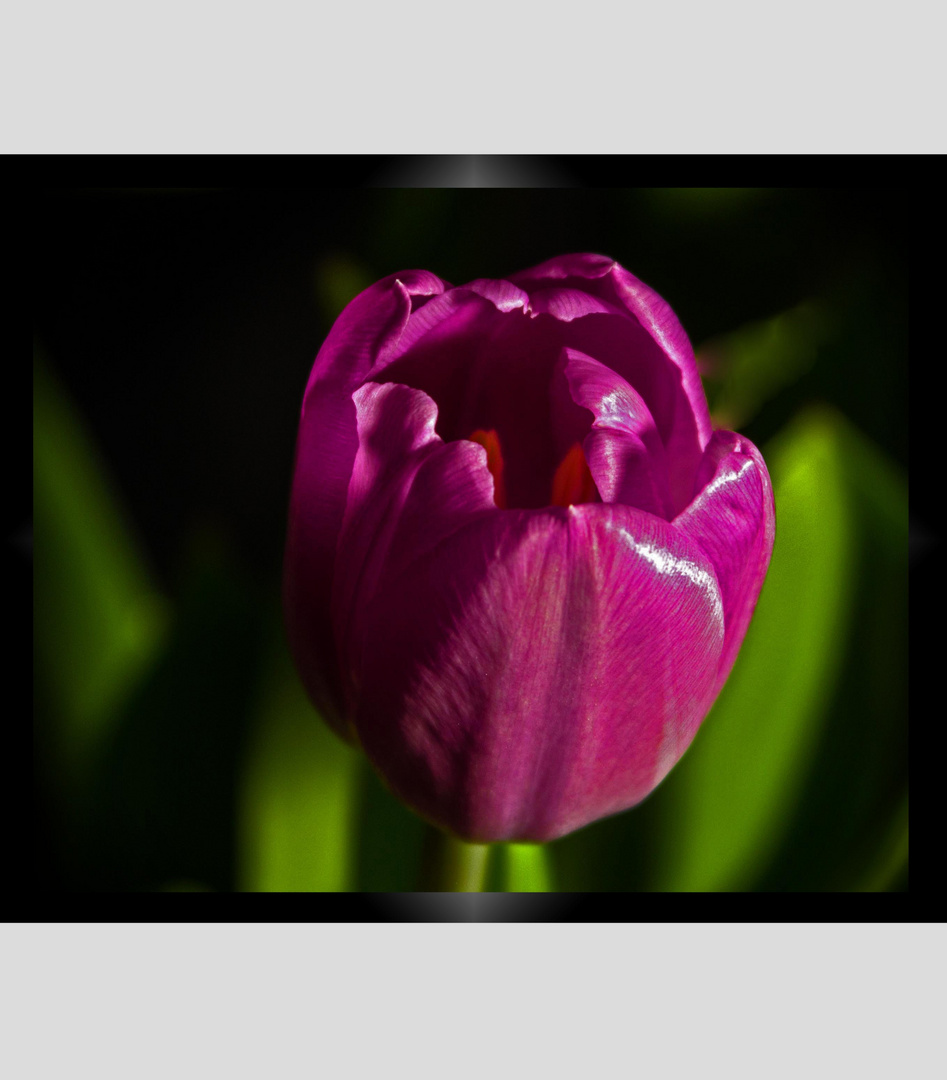 Tulpe im Fokus