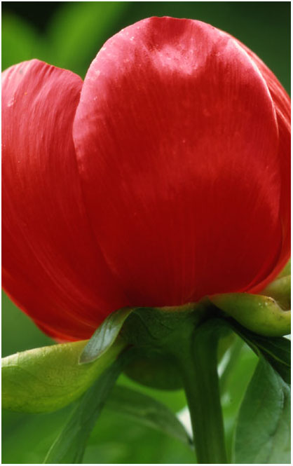 Tulpe im Fokus