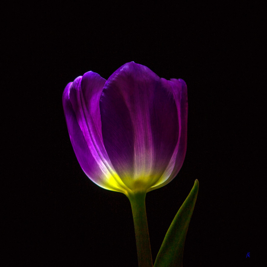 Tulpe im Fokus2