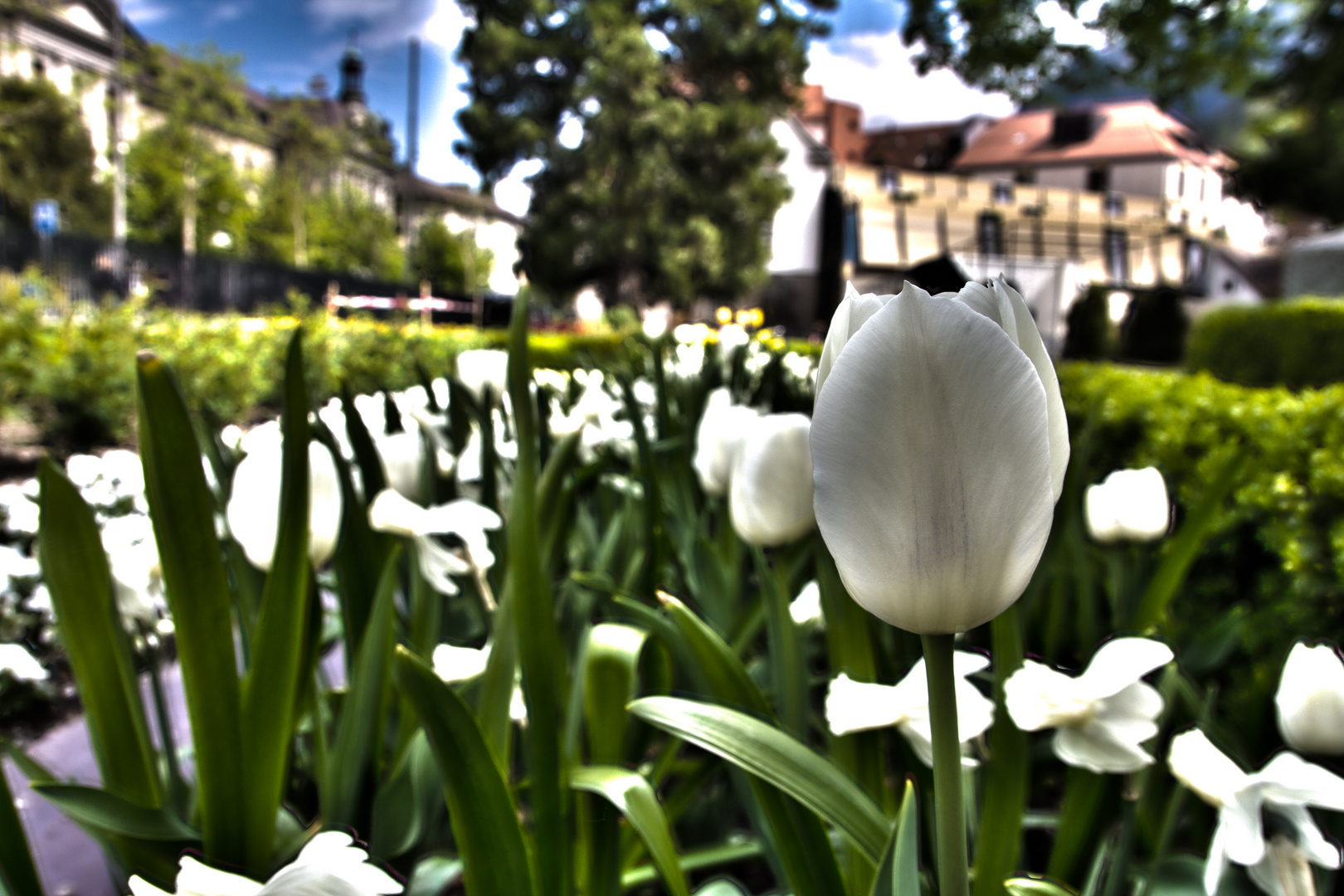 Tulpe im Fontanapark Chur