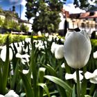 Tulpe im Fontanapark Chur