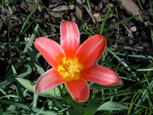 Tulpe im Frühjahr 2011.