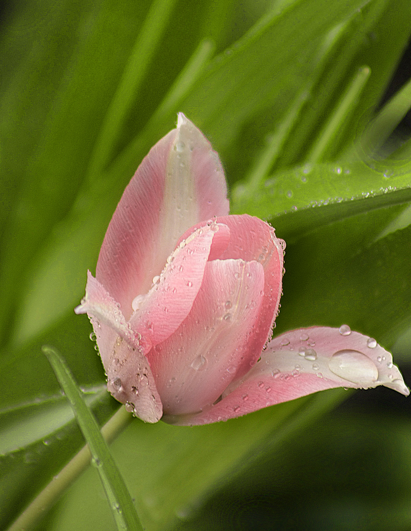 Tulpe im Frühjahr