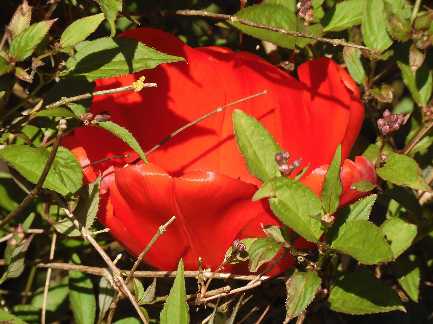 Tulpe im Frühlig