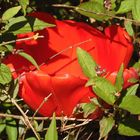 Tulpe im Frühlig