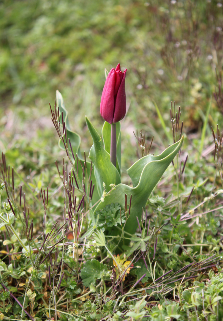 Tulpe im Frühling